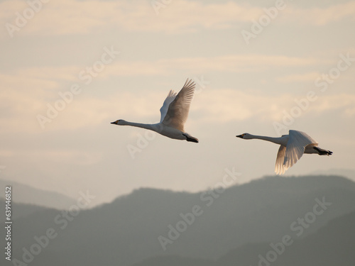 空を飛ぶ2羽の白鳥 © 貴司 金谷
