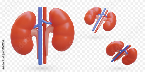 Realistic human kidneys with veins and arteries. Colored vector object in different positions. Isolated image. Internal organ. Urology. Illustrations for web design