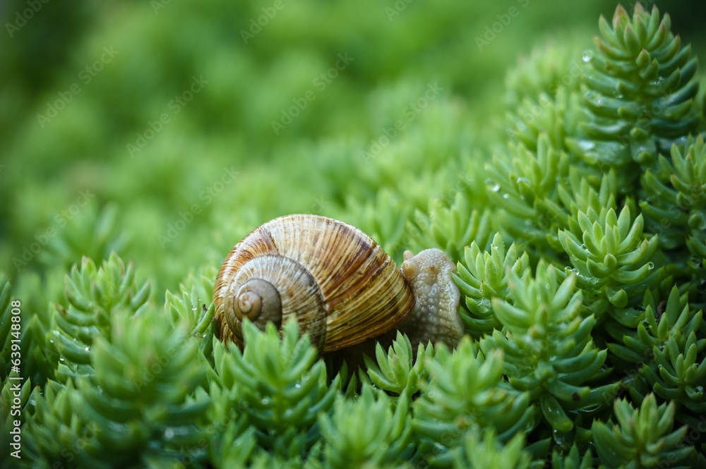Snail crawling in the green on his own business
