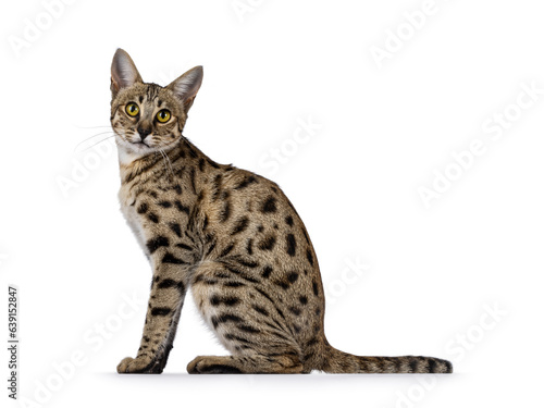 Gorgeous F6 Savannah cat, sitting up side ways. Looking straight to camera. Isolated on a white background.