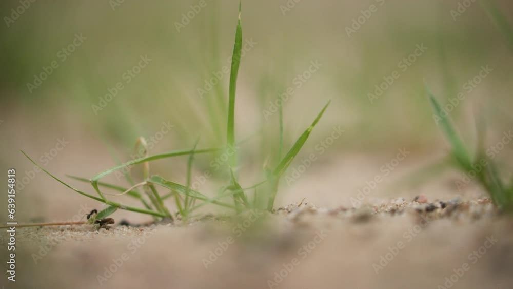 Black carpenter ants work together to climb a blade of green grass | extreme shallow depth of field | low angle