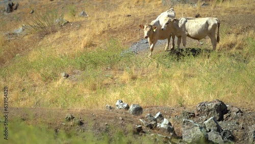 4k cattle grazing hillside in the hot summer heat. photo