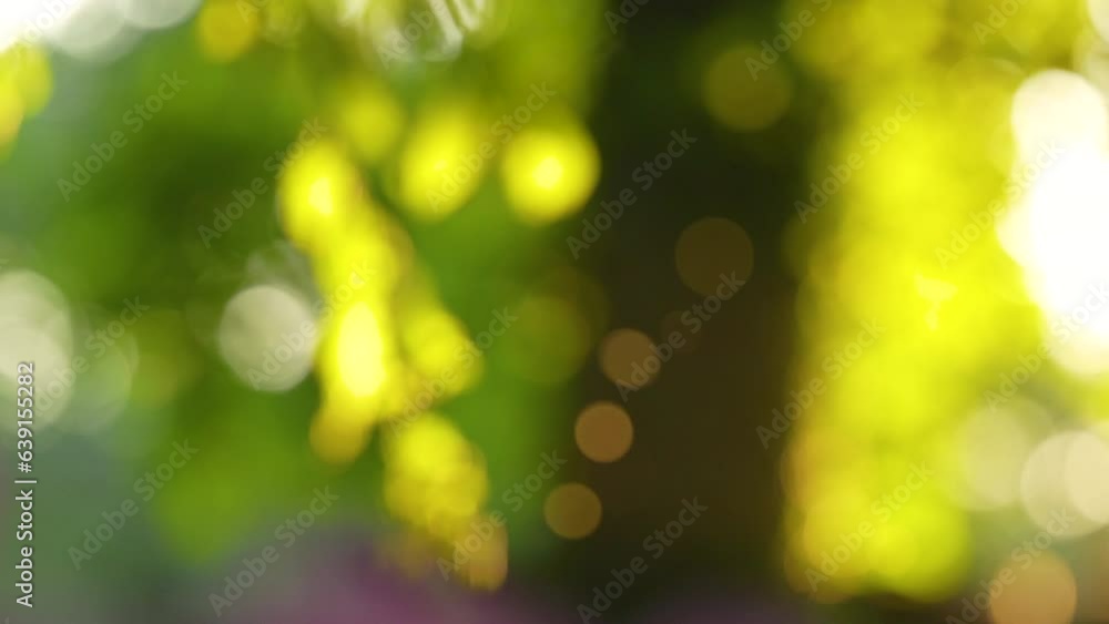 Lush green bokeh backdrop: Defocused foliage, sunlit branches create enchanting abstract scene.