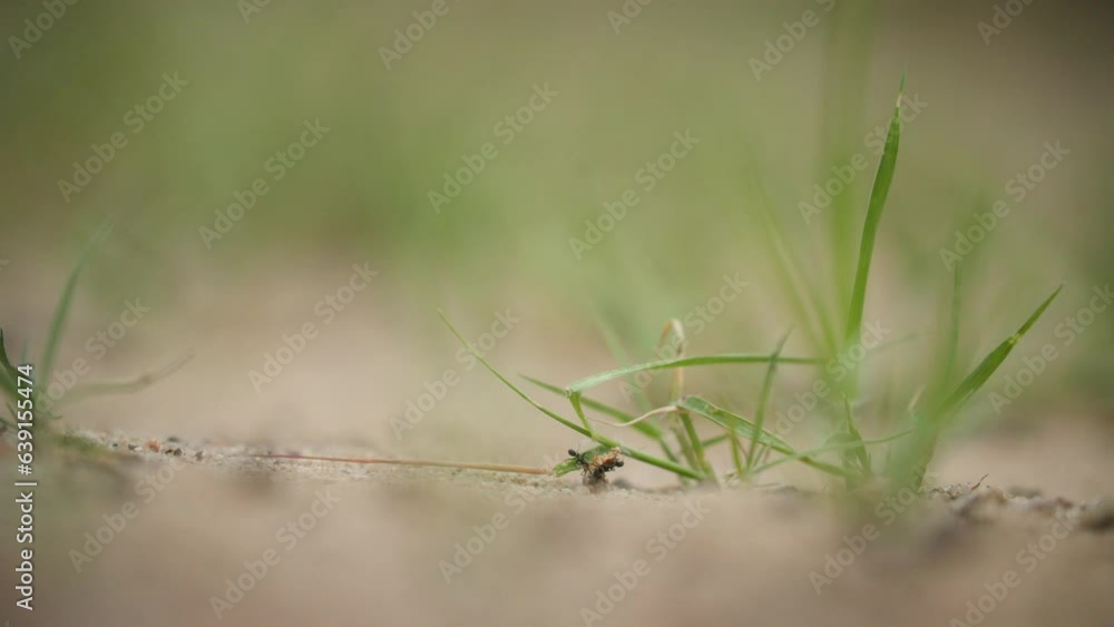 Worms view of ants scavenging for food outside Worms view of ants scavenging for food outside