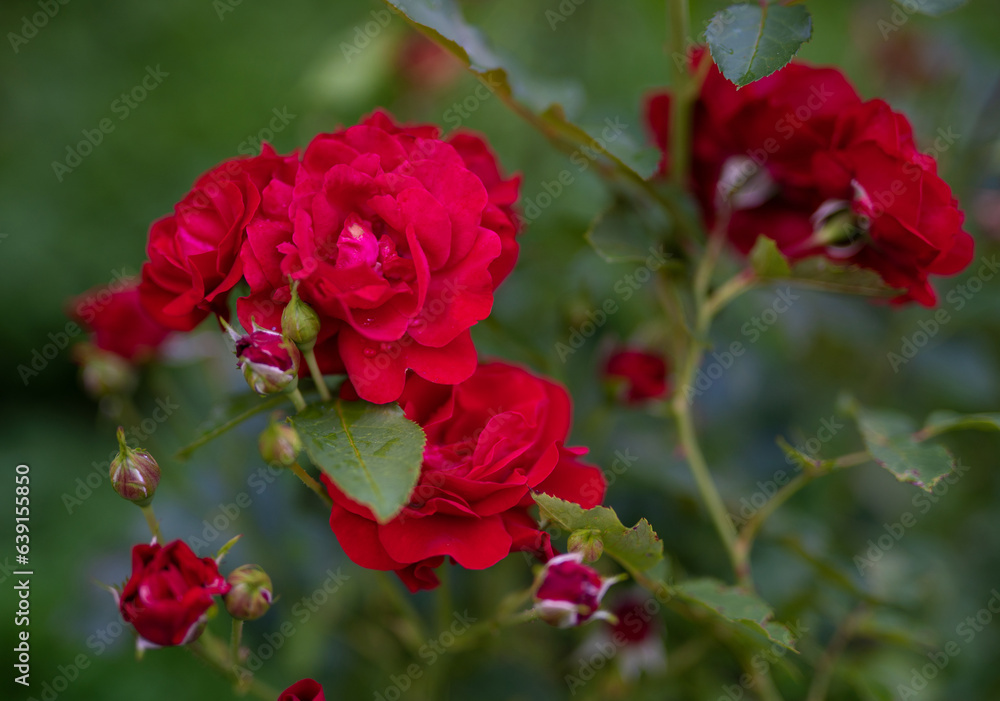 beautiful red rose growing in the garden beautiful red rose growing in the garden