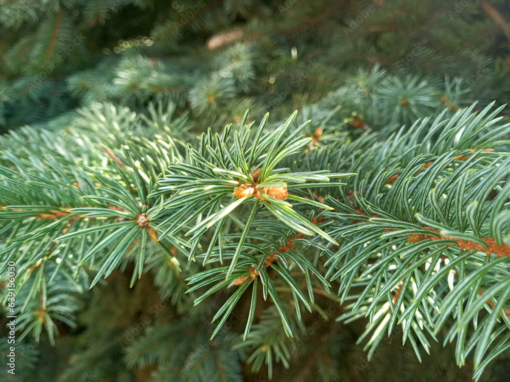 pine tree branches pine tree branches