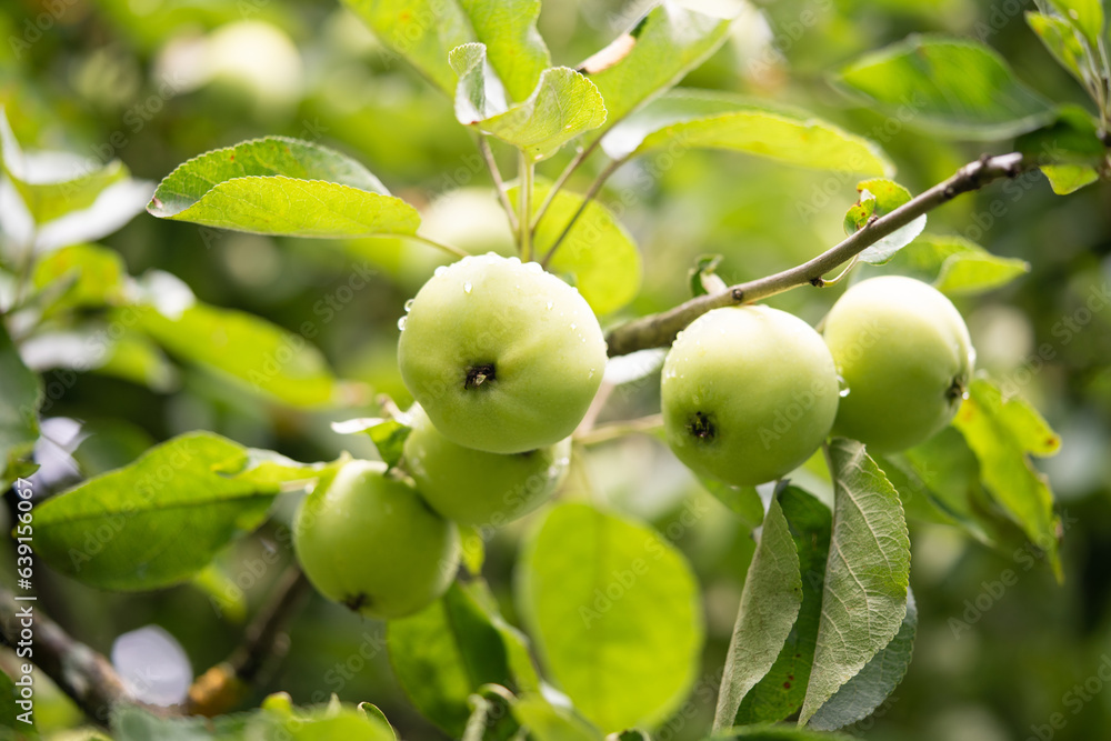 delicious and juicy green apples on the tree in the garden delicious and juicy green apples on the tree in the garden