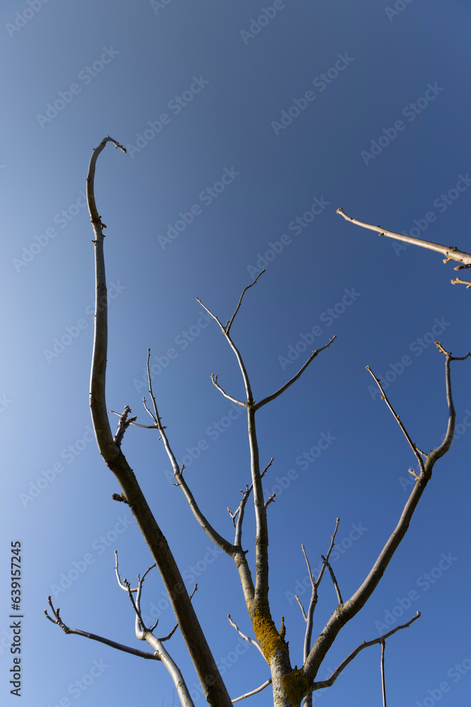 walnut tree branches in the spring season walnut tree branches in the spring season