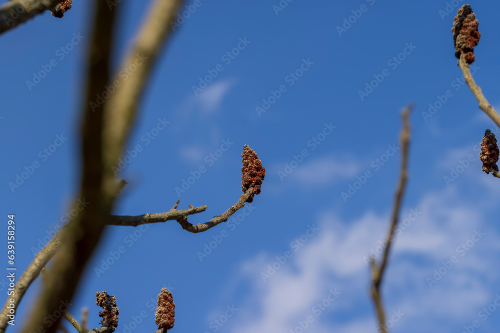 sumac tree branches in the spring season