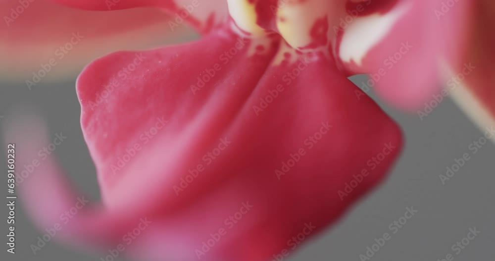 Micro video close up of pink orchid flower with copy space on grey background Micro video close up of pink orchid flower with copy space on grey background