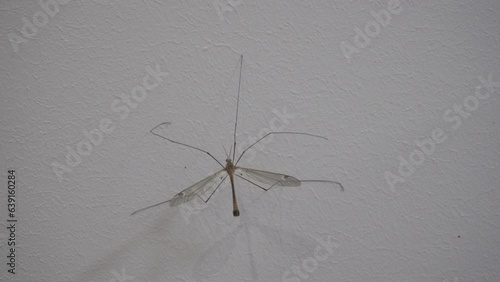 a Tipulidae insect,a Prionocera insect sits on the wall photo