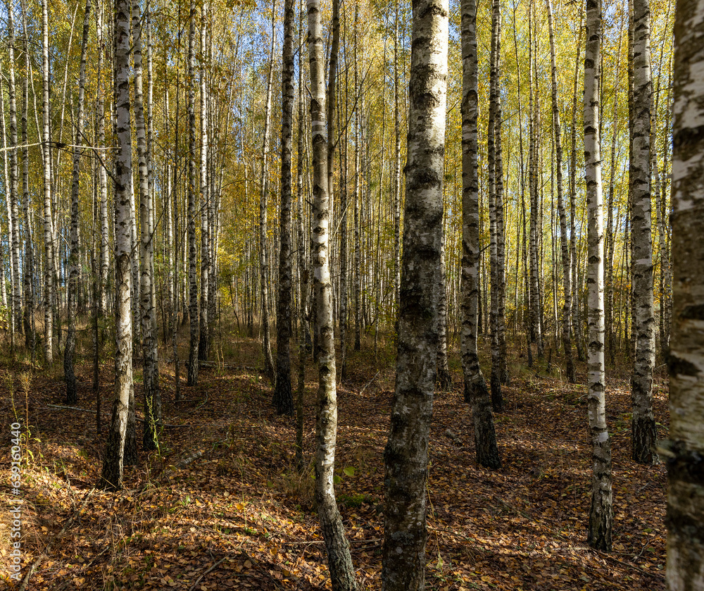 Fototapeta premium Autumn forest with a large number of birch trees