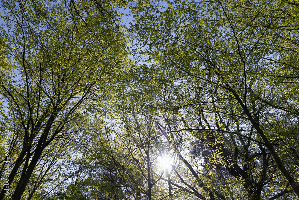 deciduous trees in the forest in the spring season deciduous trees in the forest in the spring season