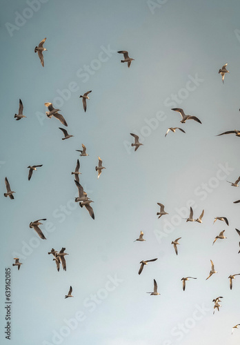 birds in flight