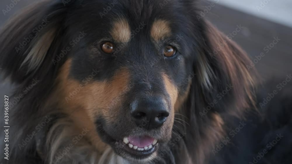Close up portrait of black guard dog laying outdoor. Mongolian dog or bankhar breed. Close up portrait of black guard dog laying outdoor. Mongolian dog or bankhar breed.