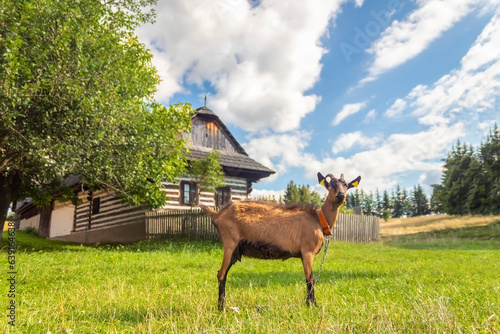 Obraz na plátne countryside with a goat grazing in a meadow near the traditional wooden house lo