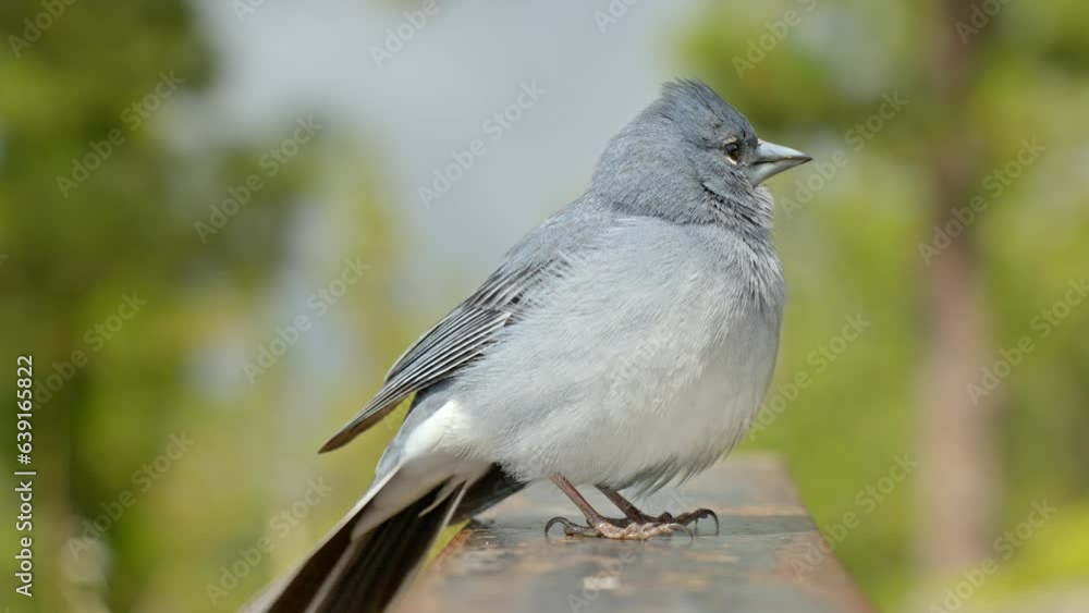 Tenerife blue chaffinch at Teide National Park close up