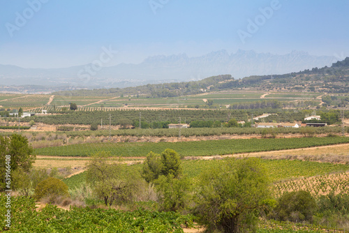 Panoramic view of the Penedes area  which is characterised by its vine plantations.