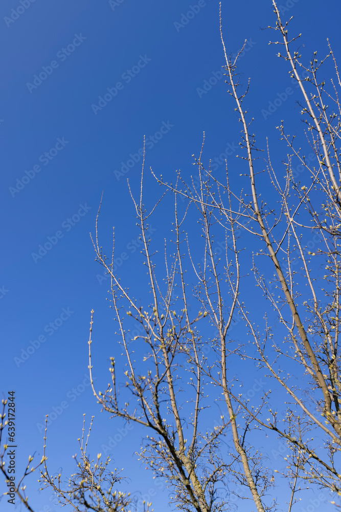 Obraz premium branches of the Tatar maple without foliage in the spring season
