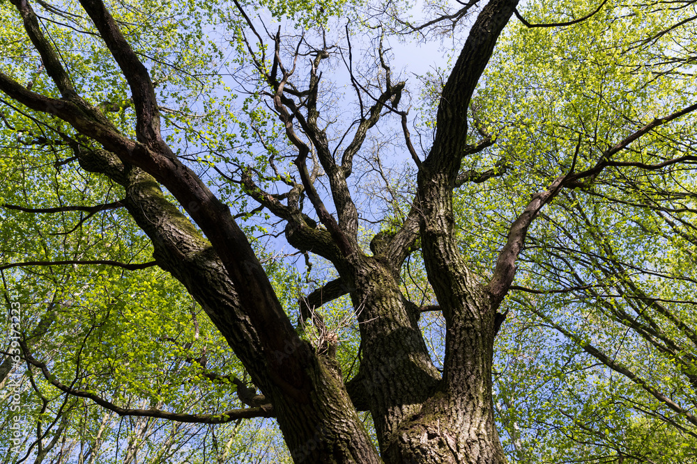 Fototapeta premium new green foliage on deciduous trees in the forest in the spring season