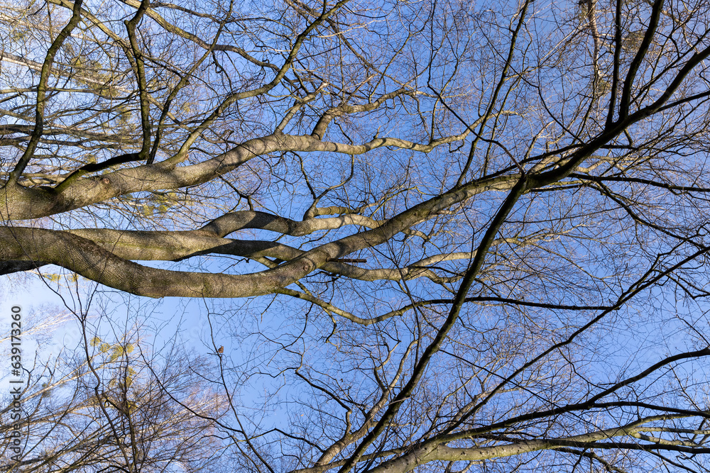 Bare trees in early spring in sunny clear weather Bare trees in early spring in sunny clear weather