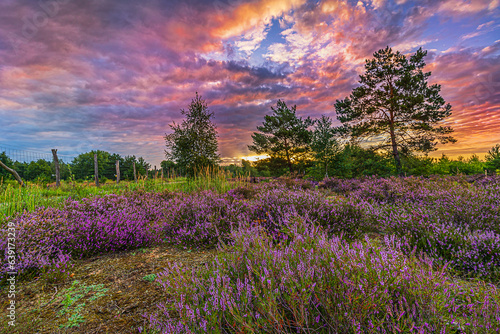Sunrise in summer in Germany. Heather in bloom. purple flowers of plants in the landscape with colorful clouds on the sky in the morning. Heathland with fence and trees in the background