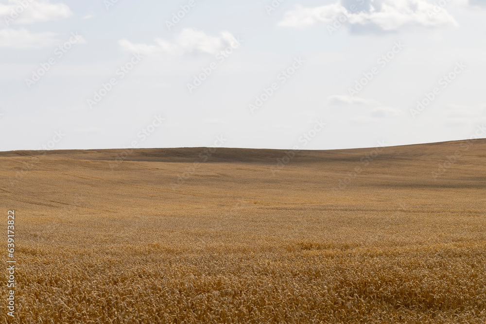 a field with golden spikelets of ripe wheat in the summer