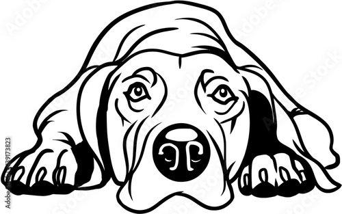 Weimaraner dog - Lying dog vector stock isolated illustration on white background.