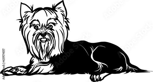 Wallpaper Mural Yorkshire Terrier dog - Lying dog vector stock isolated illustration on white background. Torontodigital.ca