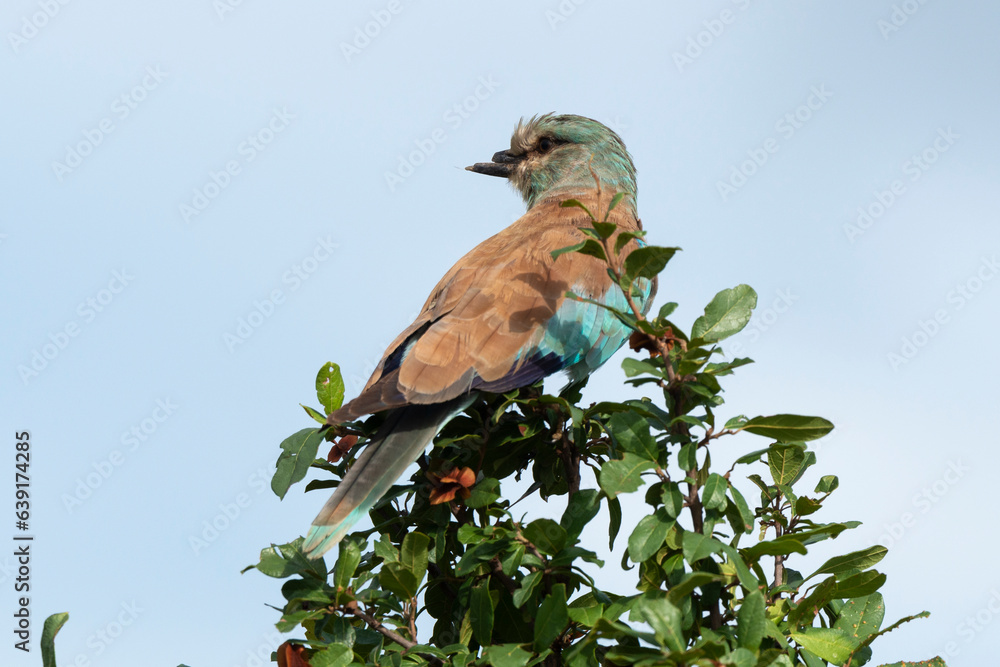 Rollier d'Europe,.Coracias garrulus, European Roller Rollier d'Europe,.Coracias garrulus, European Roller