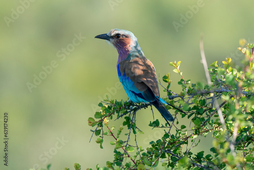 Rollier à longs brins,. Coracias caudatus, Lilac breasted Roller © JAG IMAGES