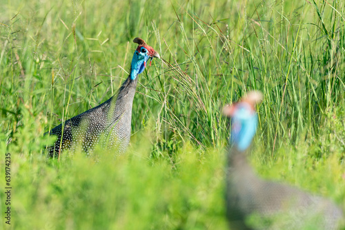 Pintade de Numidie, Numida meleagris, Helmeted Guineafow photo