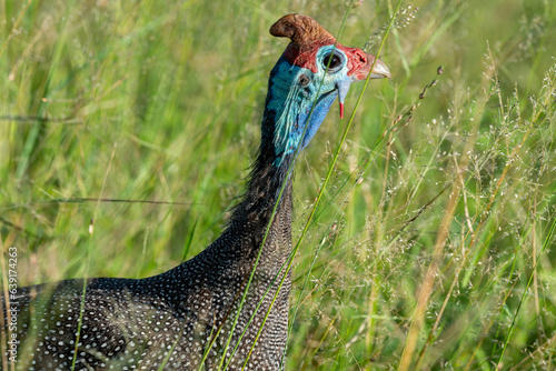 Pintade de Numidie, Numida meleagris, Helmeted Guineafow photo