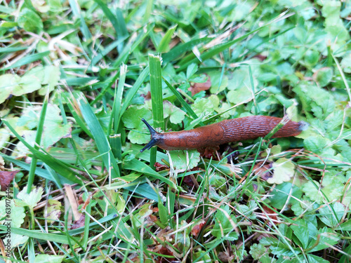 brown slug on green grass at summer