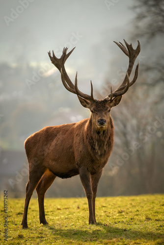 Le cerf