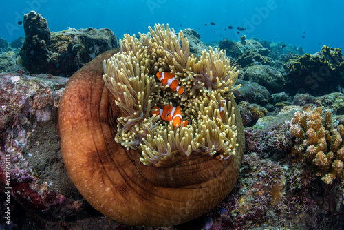 A family of Clown Anemonfish (Western Clownfish) - Amphiprion ocellaris living in an anemone. Underwater world of Tulamben, Bali, Indonesia.