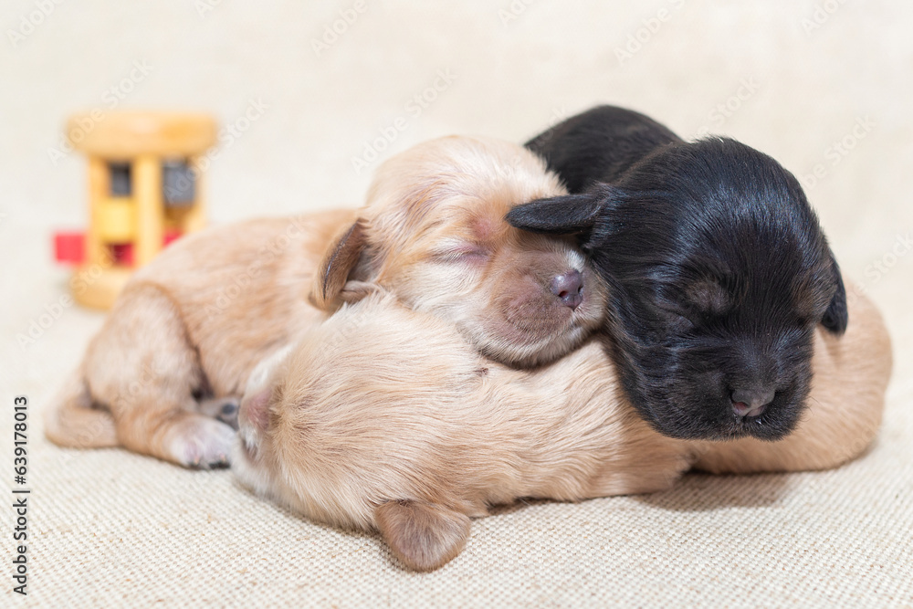 Newborn cocker spaniel puppies. Newborn cocker spaniel puppies.