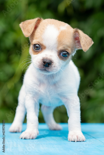 Small white spotted chihuahua puppy. © Лариса Ежкова
