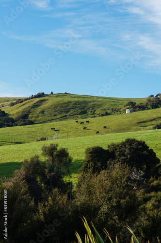 Cows grazing on green farmland hills under a blue sky in Banks Peninsula, Canterbury, New Zealand © Donna