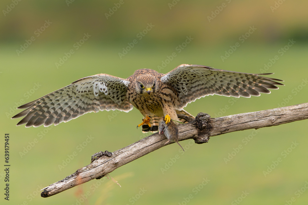 Fototapeta premium Common Kestrel (Falco innunculus) juvenile picking up food from the parents and fighting each other in the meadows in the Netherlands 