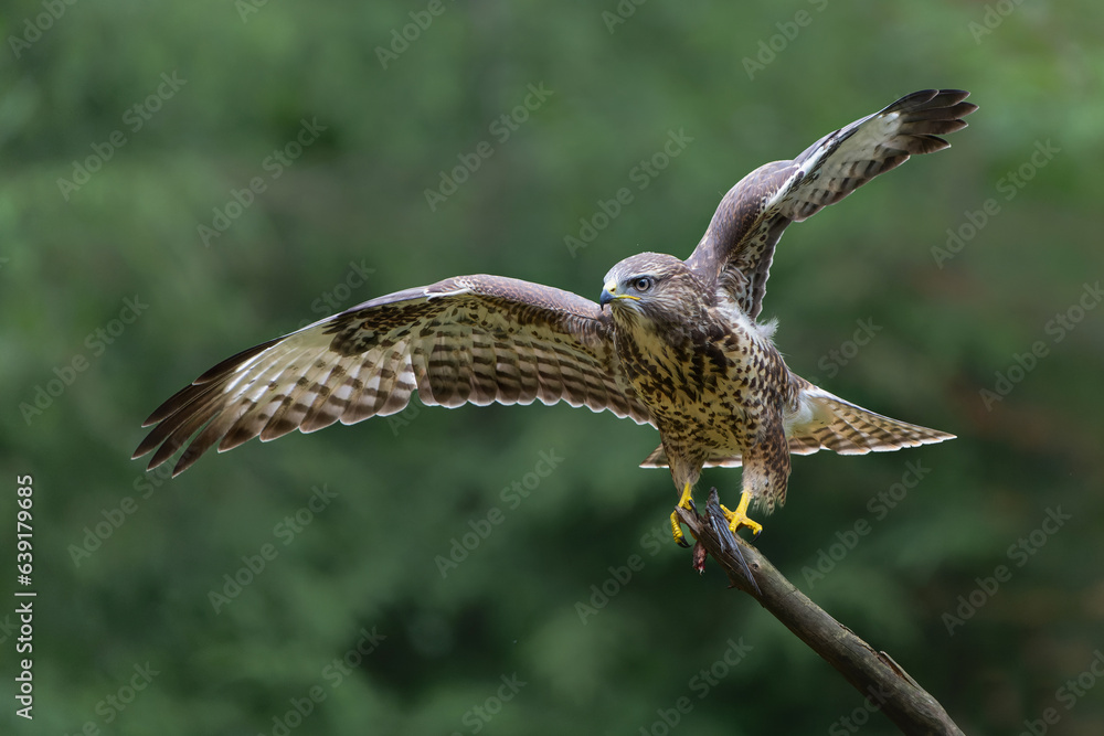 Fototapeta premium Common Buzzard (Buteo buteo) searching for food in the forest of Noord Brabant in the Netherlands. Green forest background