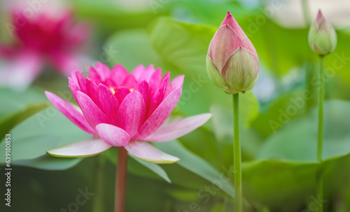 Soft focus  Beautiful lotus flower in pond with nature blur background