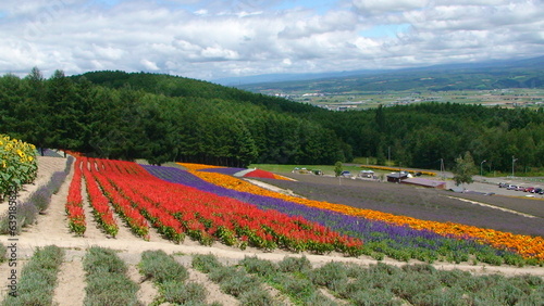 Furano flower hill (富良野の花の丘)