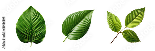 Elliptical Leaf   Illustration  HD  PNG
