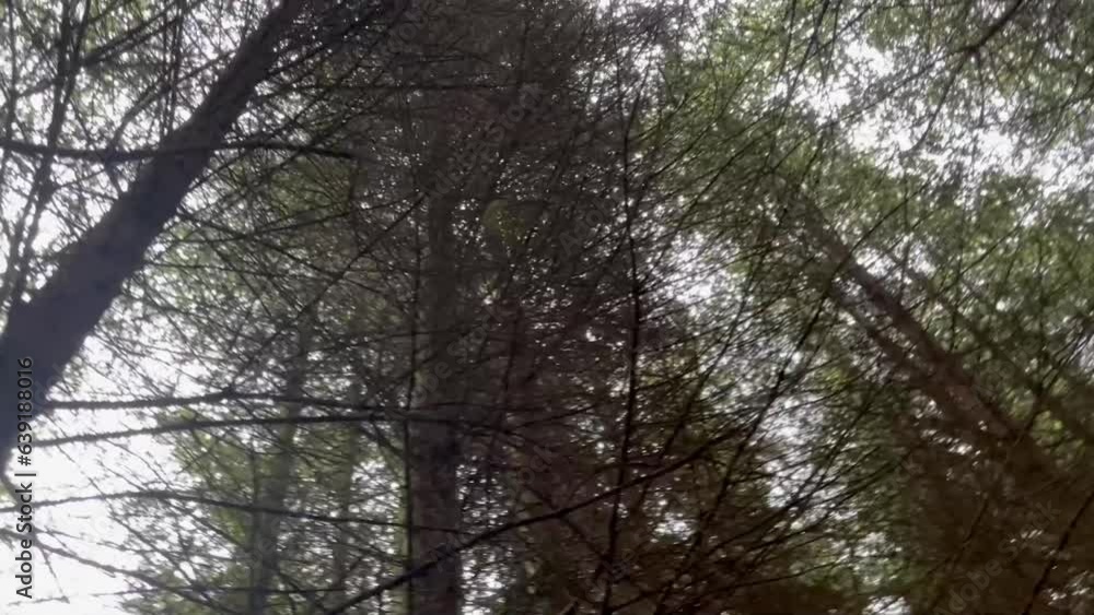 Looking up at trees in a forest overhead Looking up at trees in a forest overhead