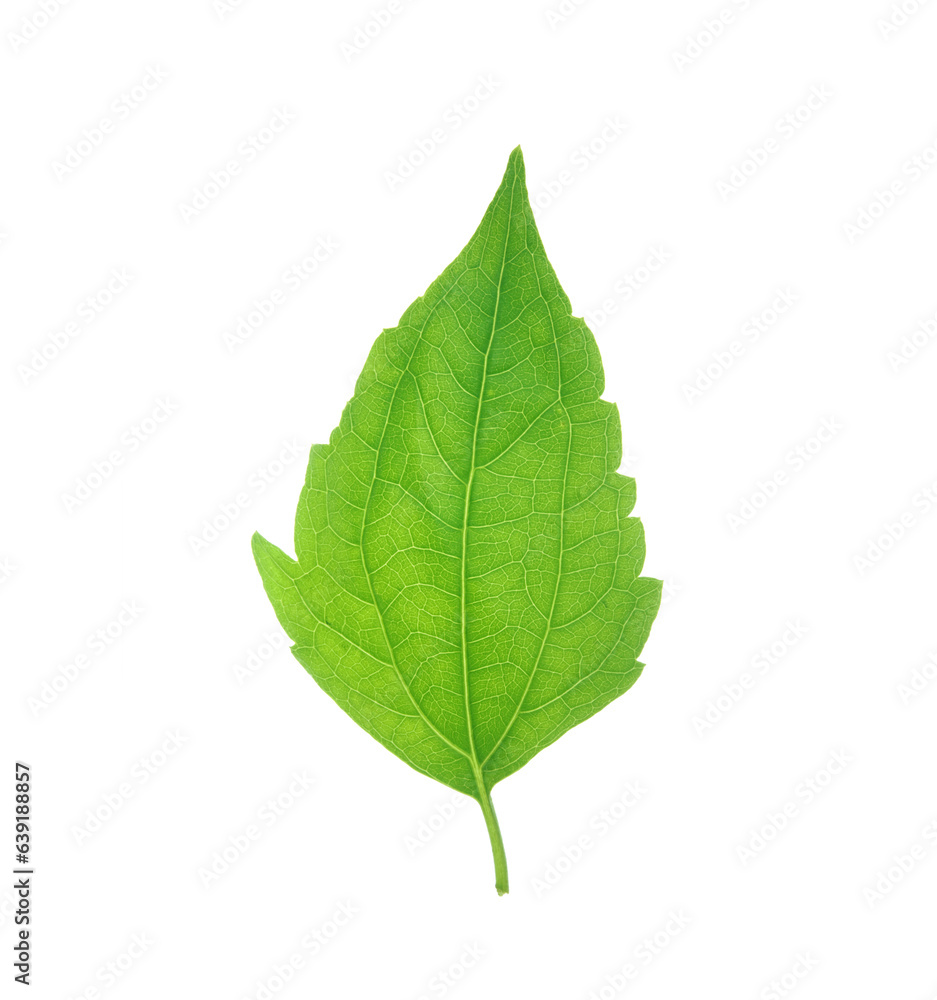 Fresh Jack in the bush leaves isolated on transparent background. Fresh Jack in the bush leaves isolated on transparent background.