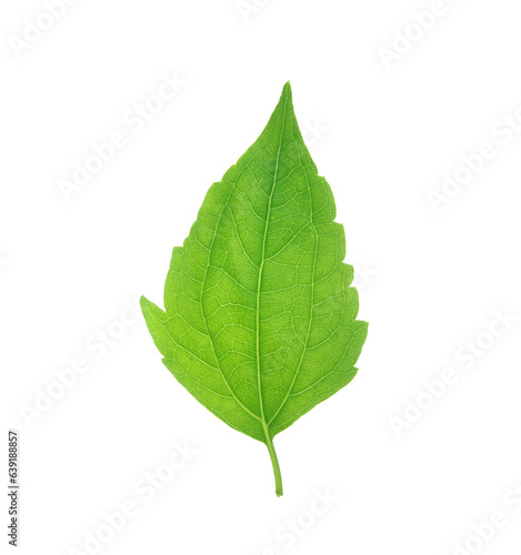 Fresh Jack in the bush leaves isolated on transparent background.