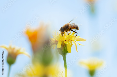 
bee on a yellow flower, against the blue sky