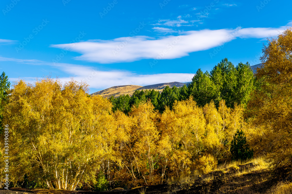 scenic autumn landscape of green and yellow forest with beautiful blue cloudy sky on background