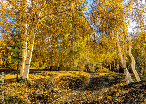 yellow autumn landscape of beautiful birch tree forest with season fall leaves   green pines  bushes and blue sky on background